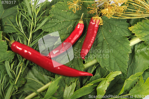 Image of Red and green spices background.