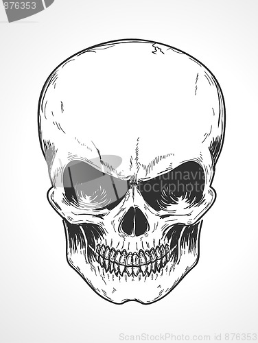 Image of human skull