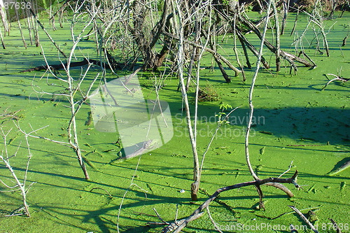 Image of Green swamp