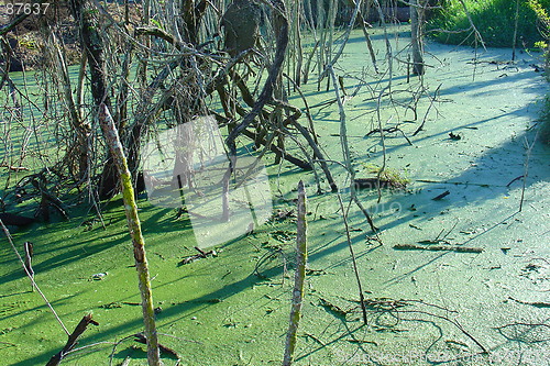 Image of Green swamp