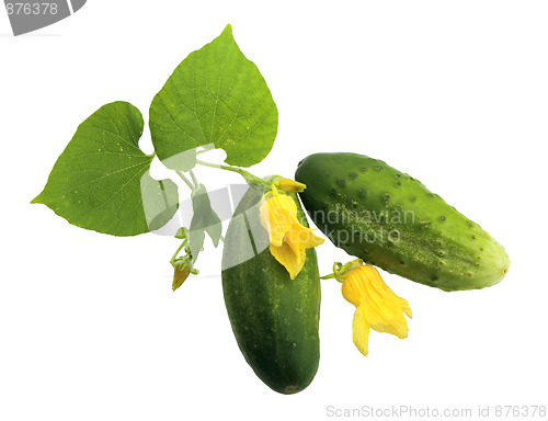 Image of Two fresh cucumbers with leaf and yellow flowers.