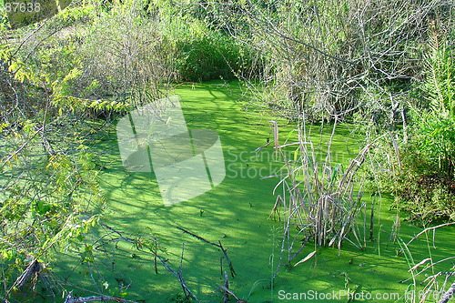 Image of Green swamp