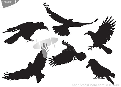 Image of crow silhouette