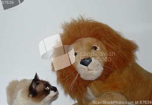 Image of The cat and the lion