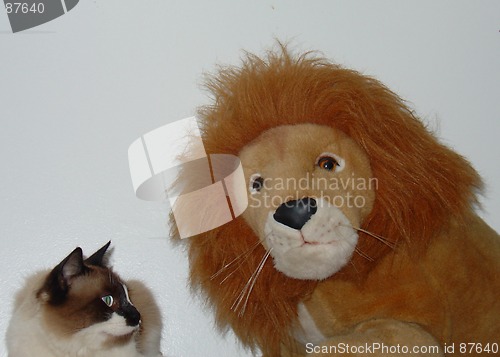 Image of The cat and the lion