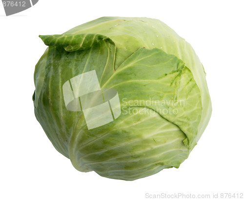 Image of Single green cabbage.