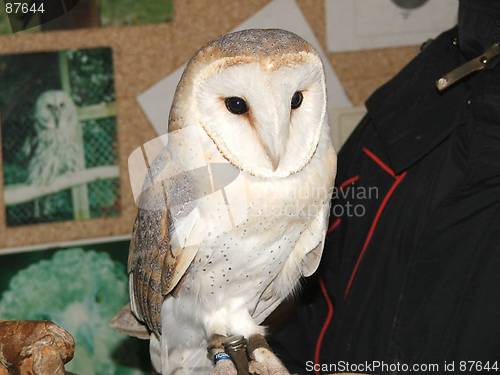 Image of Barn owl
