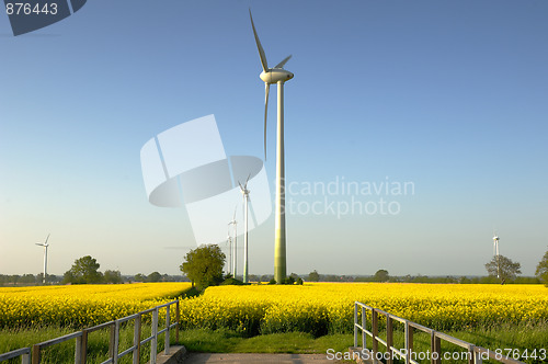 Image of Rape and  Wind Power