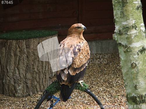 Image of Bird of prey