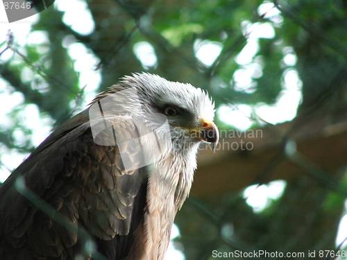 Image of Bird of prey