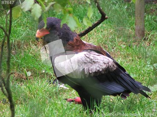 Image of Bird of prey