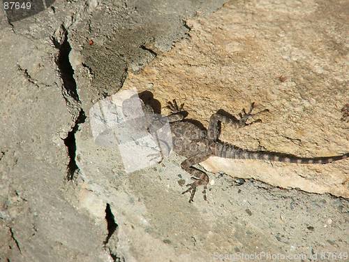 Image of Lizard