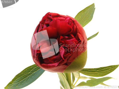 Image of peony