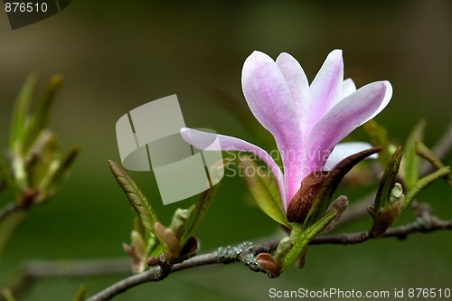 Image of Magnolia Blossoms