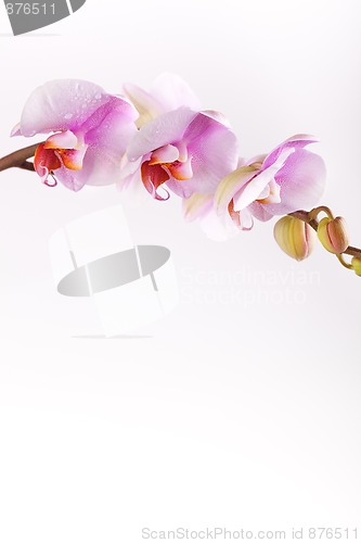 Image of Pink Orchid