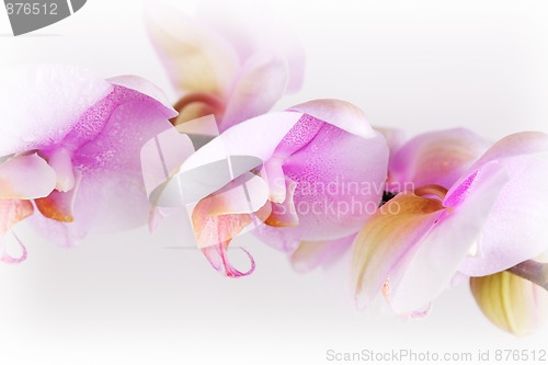 Image of Pink Orchid