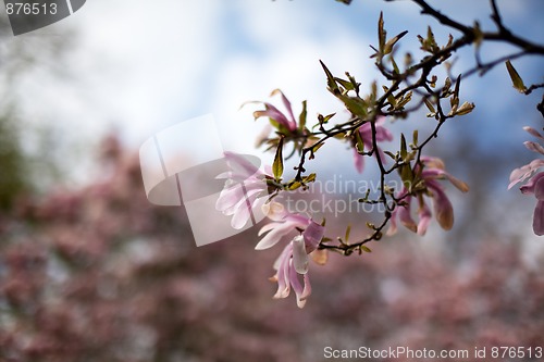 Image of Magnolia Blossoms