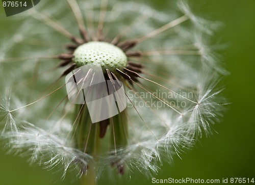 Image of Dandelion Flower