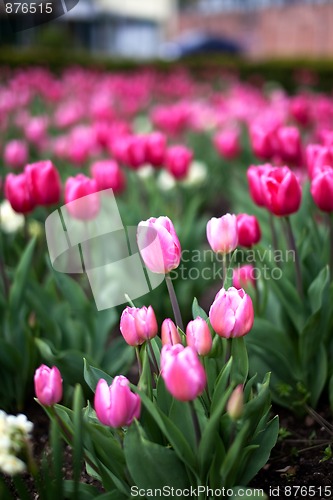 Image of Tulips