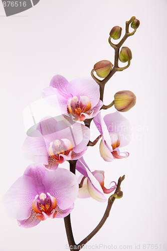 Image of Pink Orchid