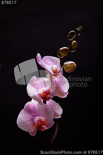 Image of Pink Orchid