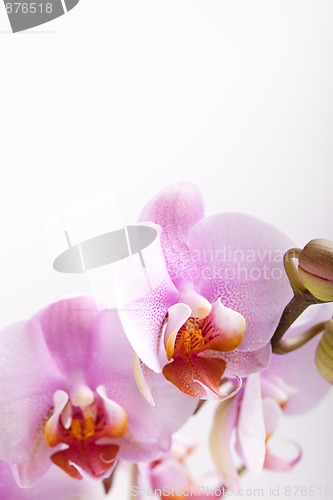 Image of Pink Orchid