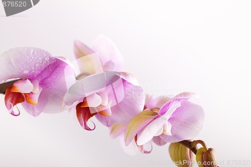 Image of Pink Orchid