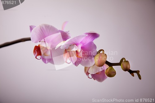 Image of Pink Orchid