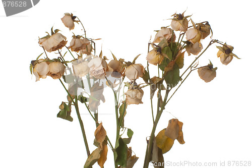 Image of Dead roses