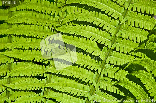 Image of beautiful background of green fern leaves