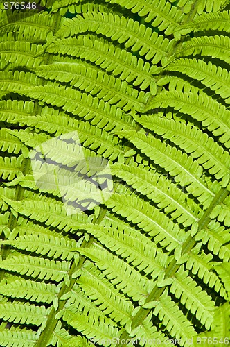 Image of green fern leaves