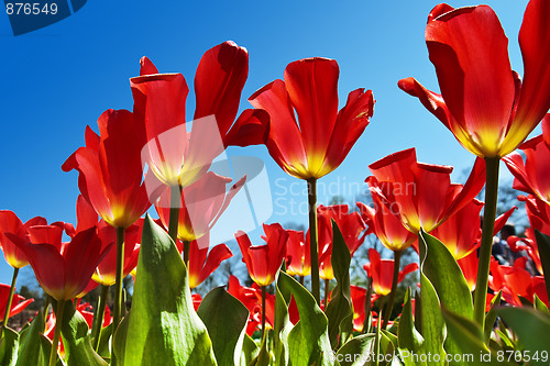 Image of Red Tulips, Blue Sky