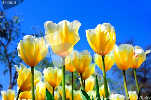 Image of bright yellow-white tulips