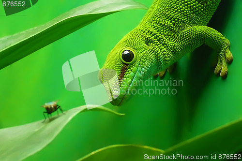 Image of green gecko lizard