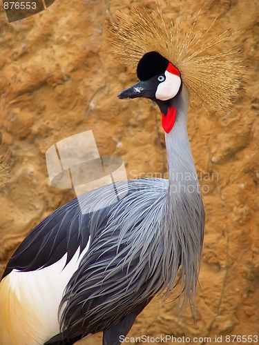 Image of Beautiful Crowned Crane