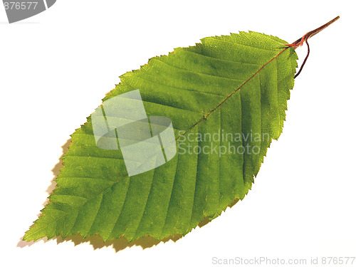 Image of beech