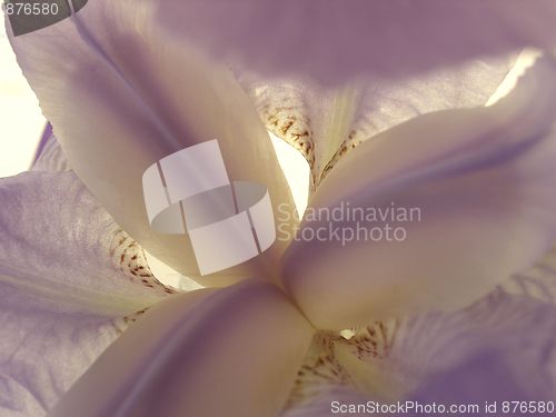 Image of iris