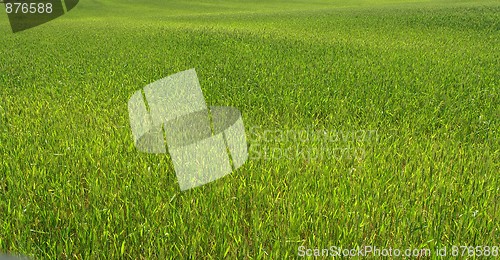 Image of Green grass texture