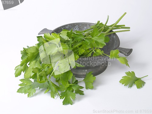 Image of Parsley