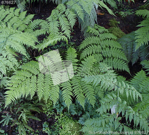 Image of Ferns