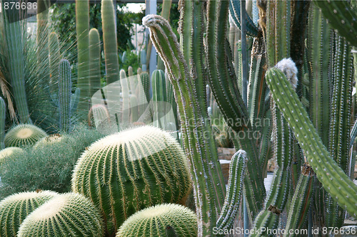 Image of Cactus