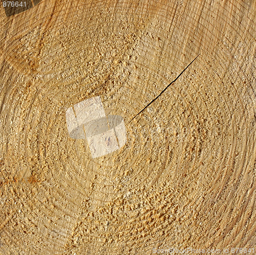 Image of Wood rings