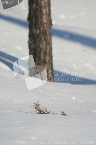 Image of Snow