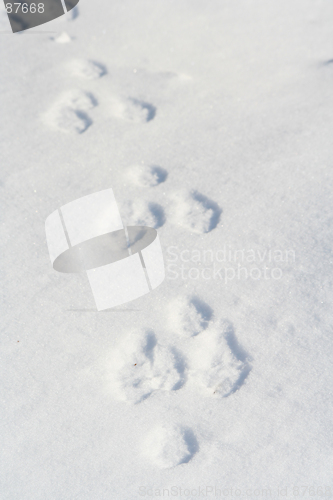 Image of Snow