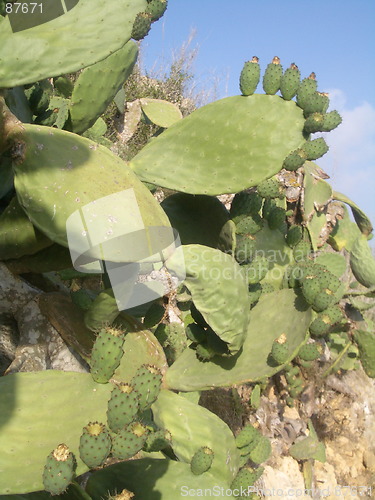 Image of Prickly Pear