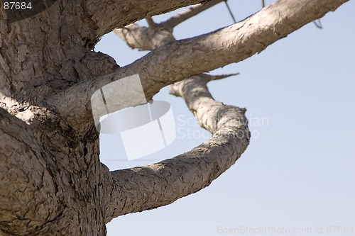 Image of Close up on a Tree Branch