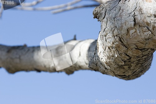 Image of Close up on a Tree Branch