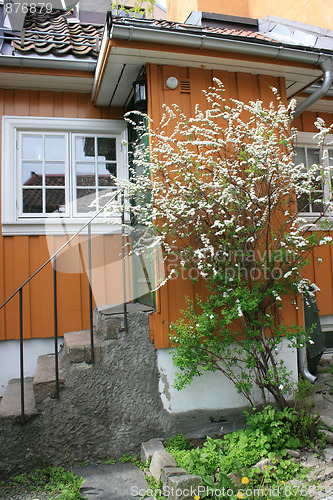Image of Yellow house with blooming tree