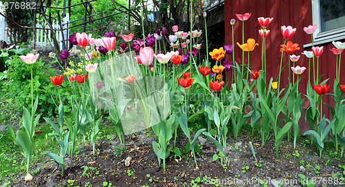 Image of Tulips