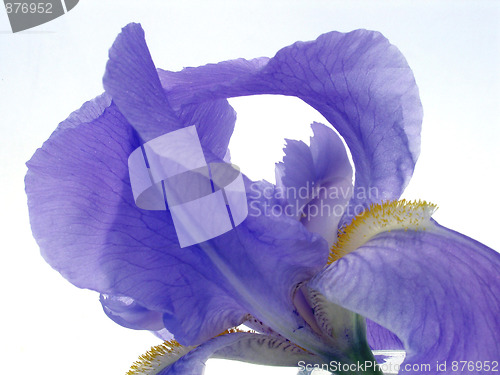 Image of iris